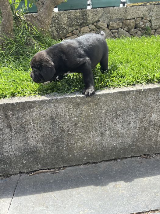 Cane Corso Italiano Cachorrinho fêmea