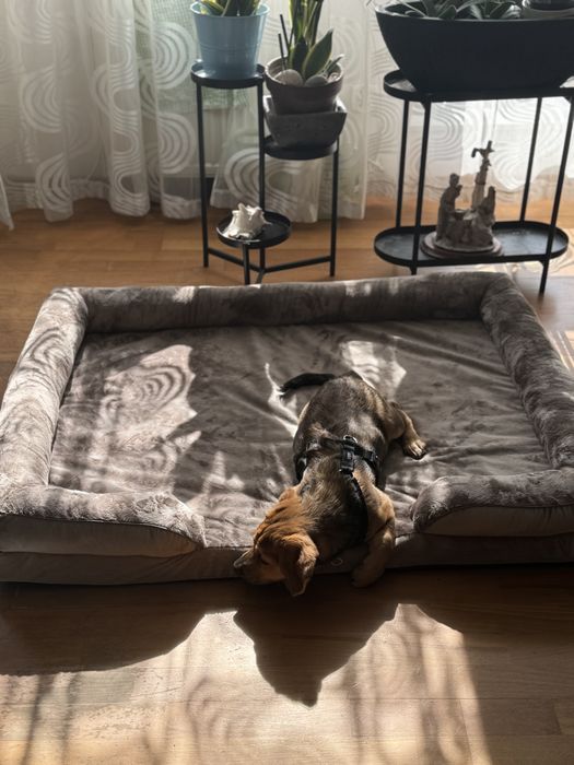 Spanko legowsko Lovedog XXL