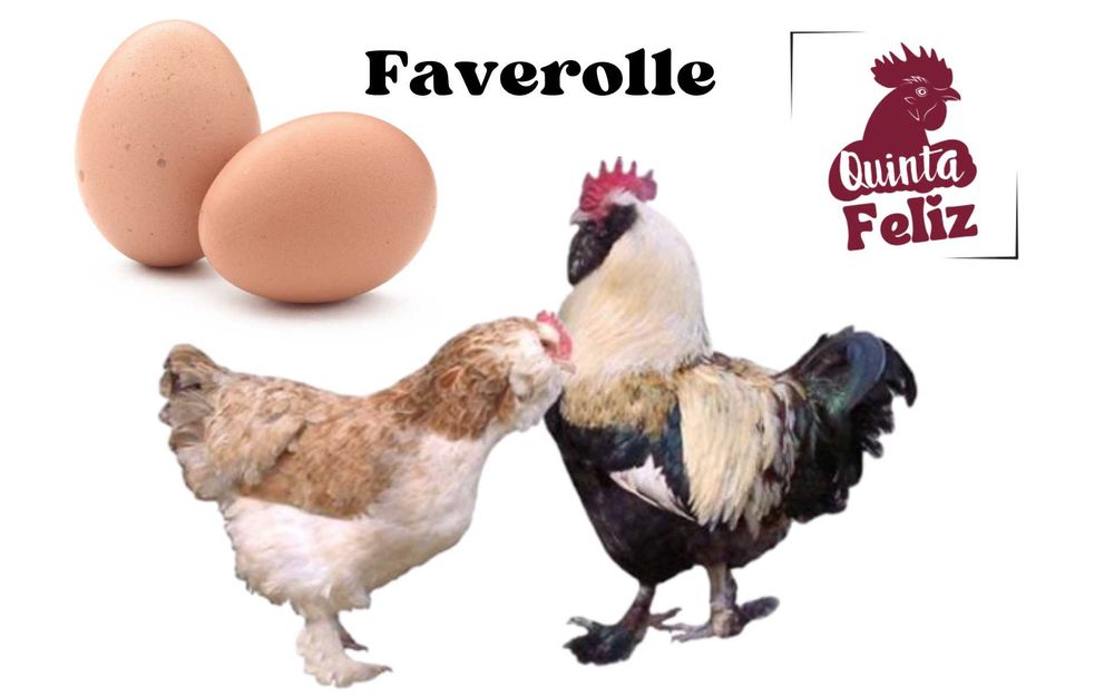 Ovos galados Faverolle