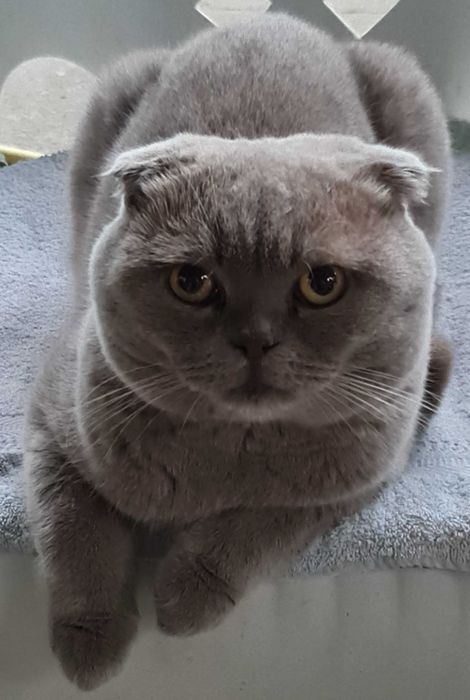 Reproduktor Szkocki zwisłouchy Łódzkie