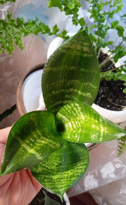 Хані Крем Медіопікта Пагода Фаворит Блек Драгон Лайм Деніс