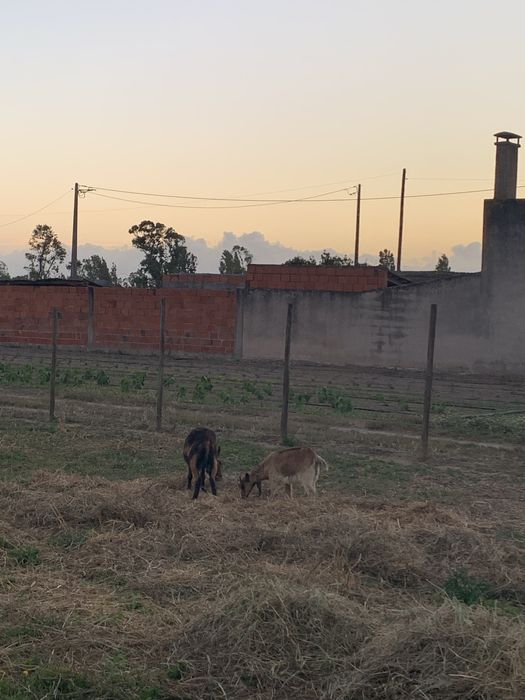 Vende se Cabras Anãs