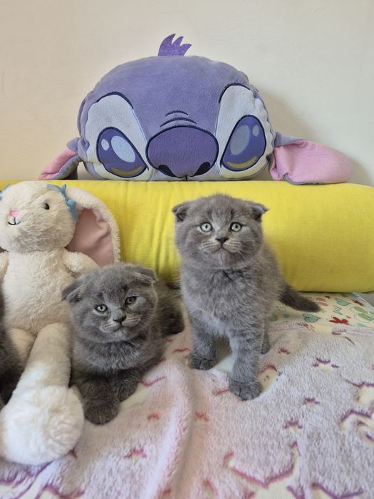 Macho Scottish Fold