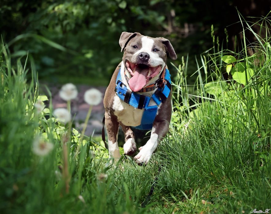 Burbon - amstaff szuka odpowiedniego domu
