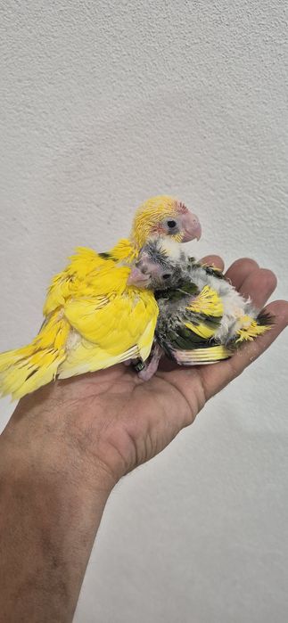Kakarikis serem criados a mão