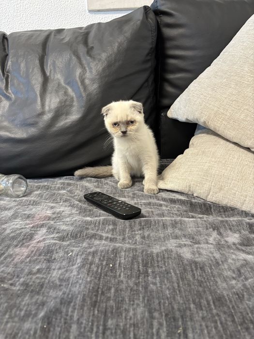 Gatinho scottich meigo puro e meigo