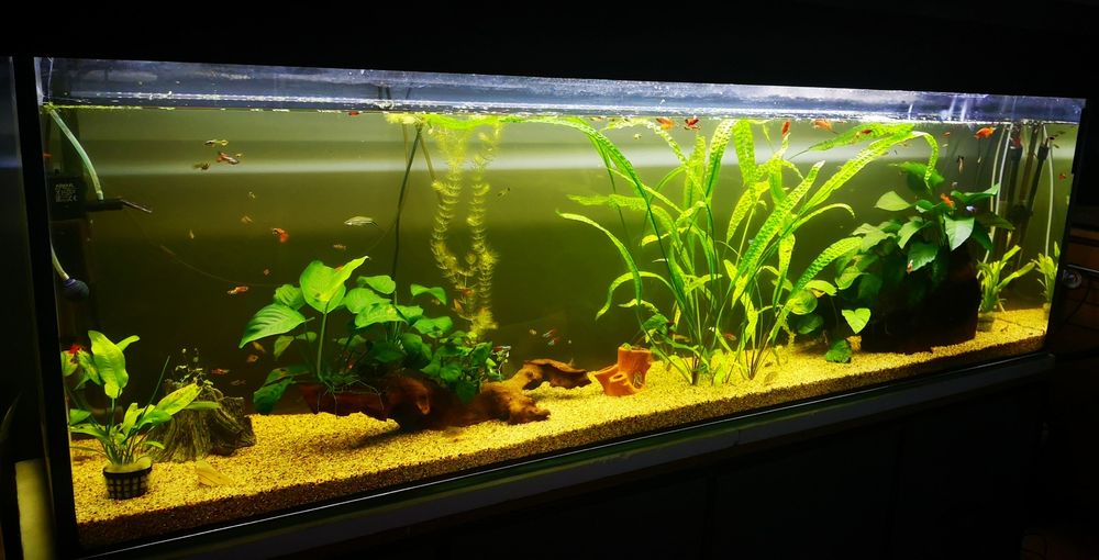 Akwarium 350 L + stelaż