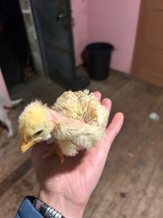 Pintinhos com 28 dias