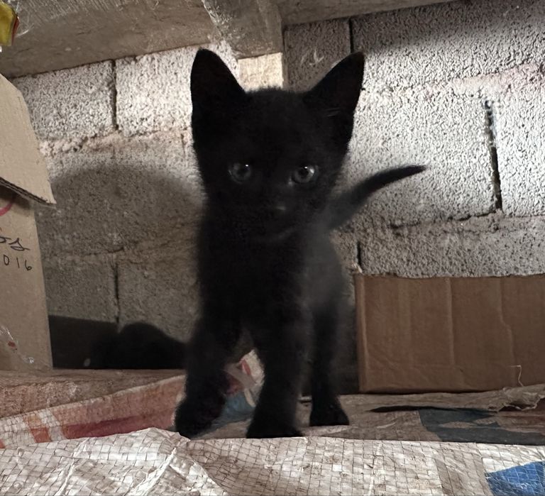 Gatinhos para Adoção