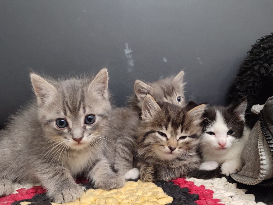Віддам котенят в добрі руки
