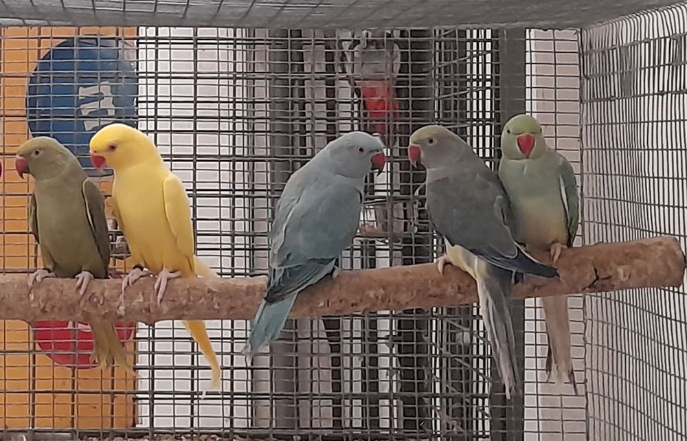 Ring Necks de diversas mutações