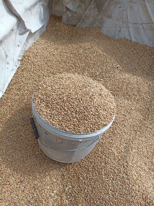 Продам пшеницю ячмінь овес