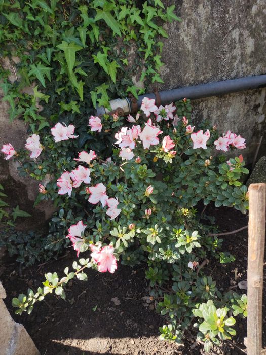 Azálea (Rhododendron)