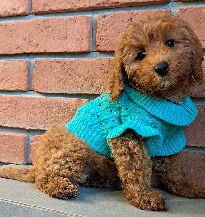 Cockapoo f1b  piękna dziewczynka gotowa  na zmian3 domu
