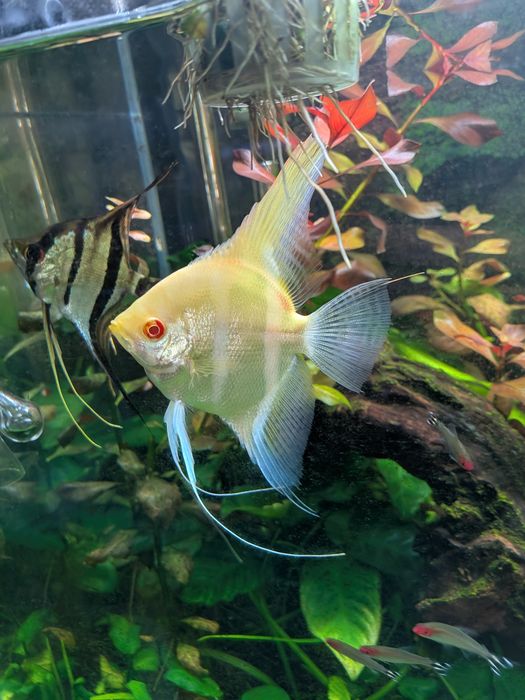 Vendo 3 escalares de cerca de 5 cm
