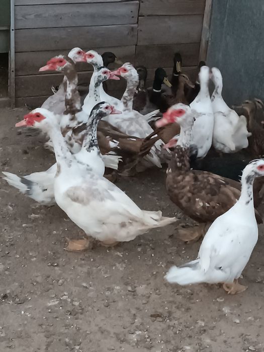 Patos Mudos.    .