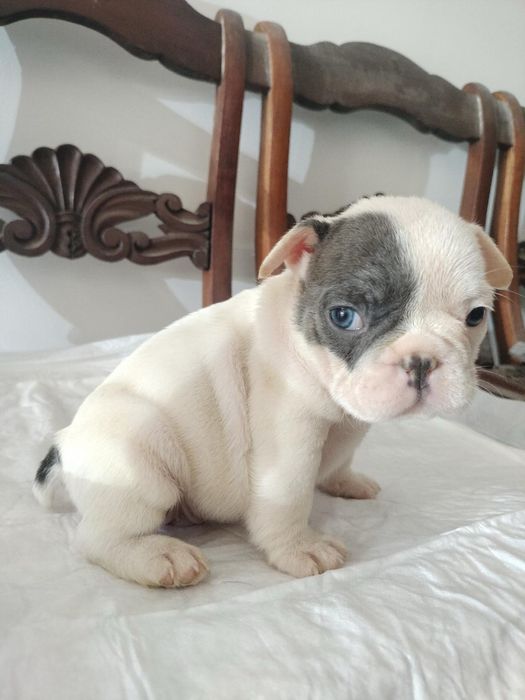 Bulldog francês macho excelente