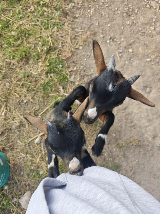 Casal de cabras anãs + oferta de 2 galinhas e um galo