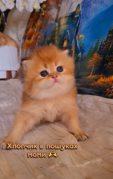 Ручные малышата. Котята золотая шиншилла.