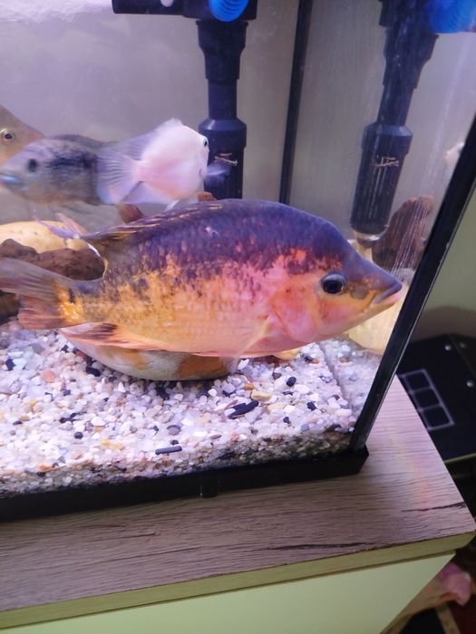 Casal Flowerhorn mix  Papagaio 14–17 CM – OPORTUNIDADE