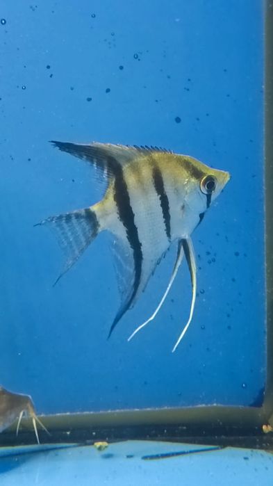 Dziki skalar z Orinoko