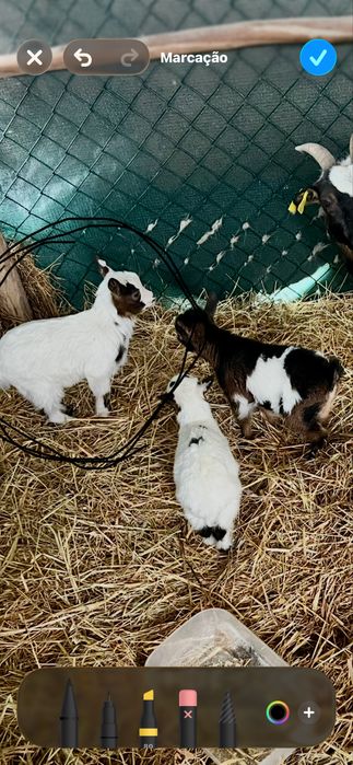 Dois cabritos machos disponiveis