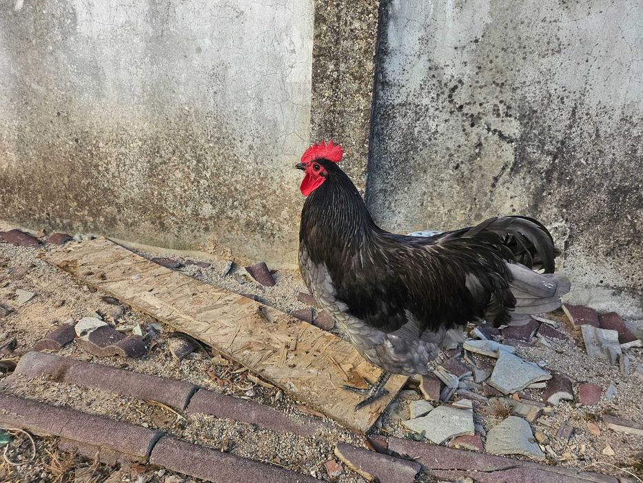 Casal Azul Australorp