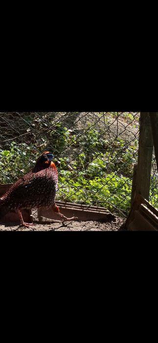 Pavoes e faisao macho temminck