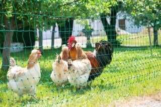 Siatka elektryczna dla drobiu Premium,Siatka drobiowa elektryczna