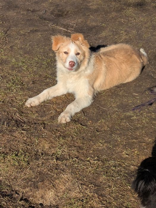 Border Collie suczka