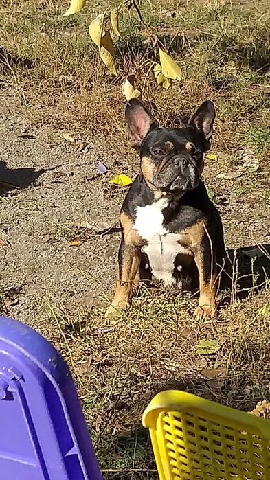 Шукає родину дівчинка французького бульдога вік 4роки