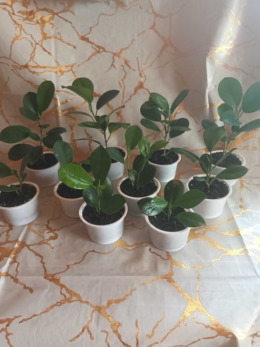 Фікус мокламе,фикус МОКЛАМЕ