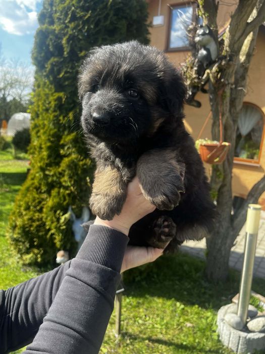 Owczarek Niemiecki Długowłosy