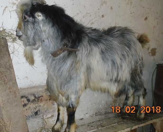 Коза  Ламанча.  Чистокровная.  Третий окоз. Единственная. 6.тыс.