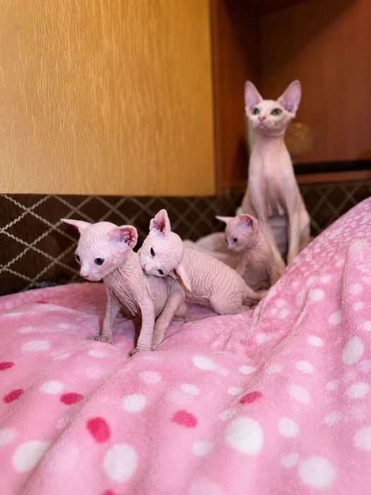 котята кандский сфинкса