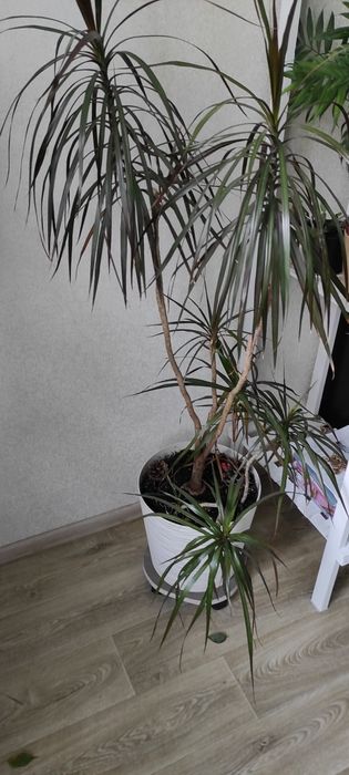 Продам драцену с тремя  саженцами в вазоне