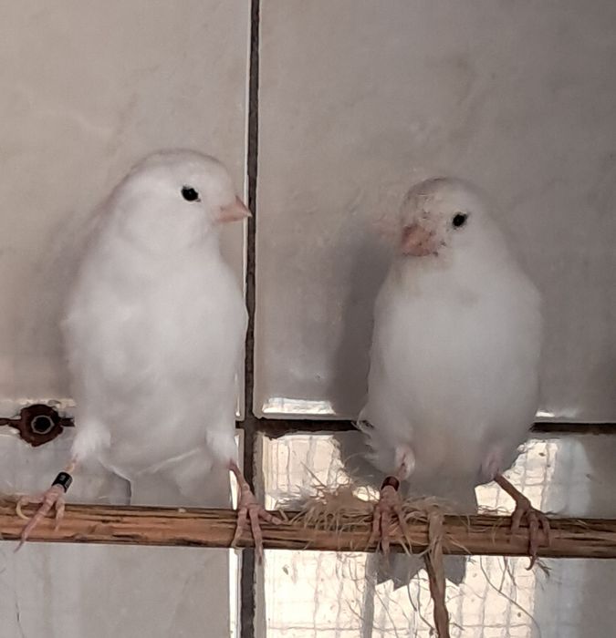 Casal canários Brancos recessivos