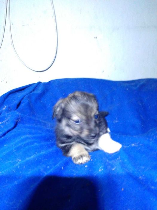 Предлагаются щенки