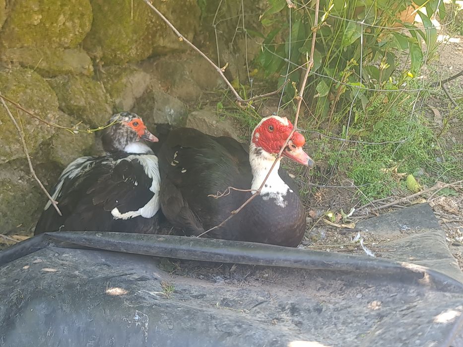 Casal de patos mudos