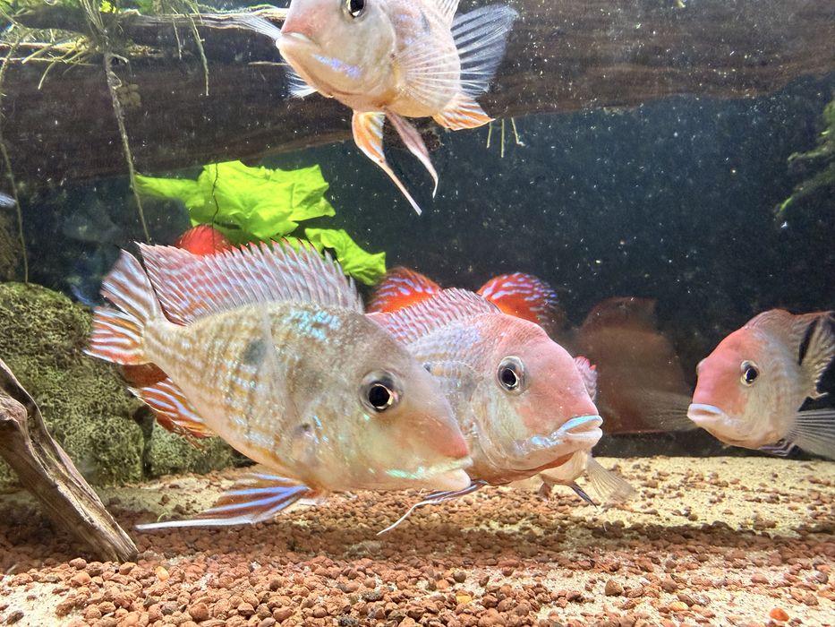 Ziemiojad Red Head Tapajos