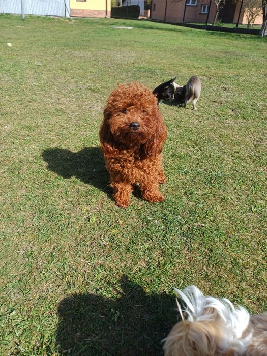 Zarezerwowana  AUGUSTYNKA