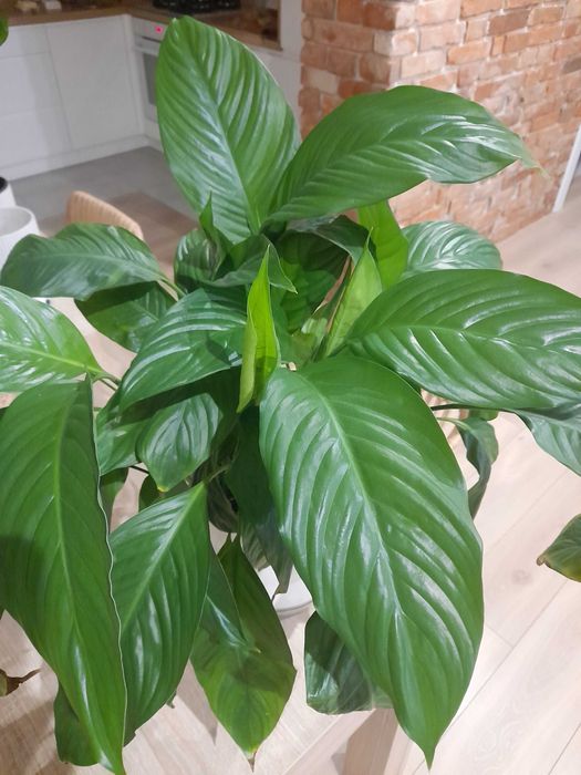 monstera, skrzydłokwiat sprzedam
