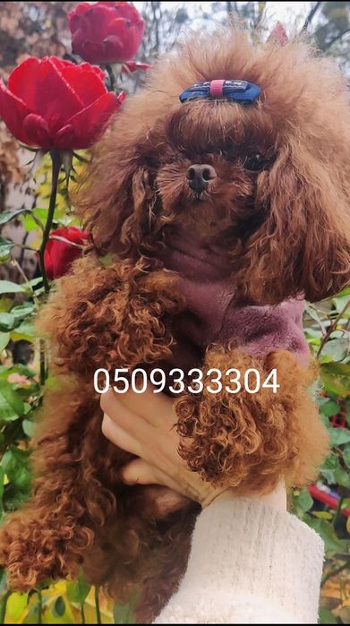 ‼️Маленька зірочка серіалу