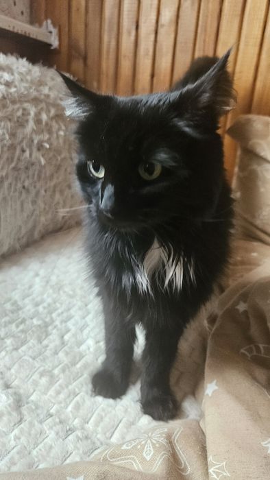 Kto da Zuzi kochajacy dom