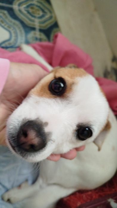 Estou doando uma cachorrinha filhote