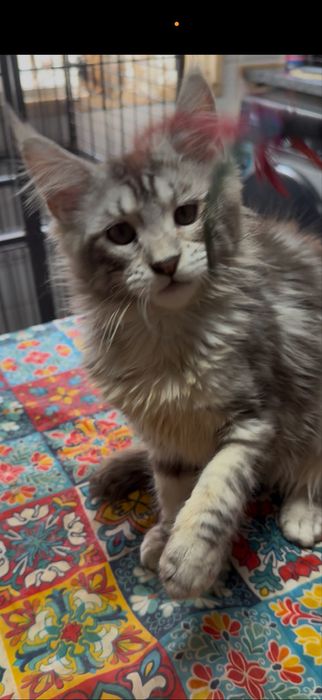 Menina maine coon muito meiguinha disponivel para entrega imediata.