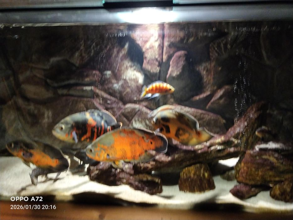 Akwarium 450 l z życiem