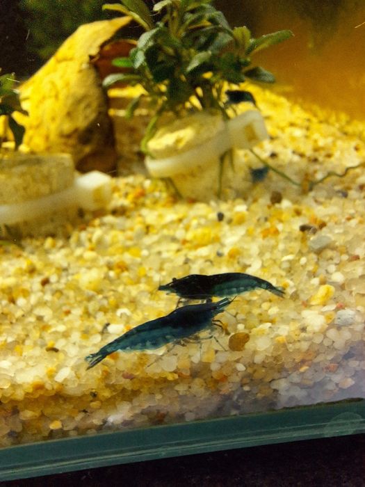 Krewetki Neocaridina Blue Velvet