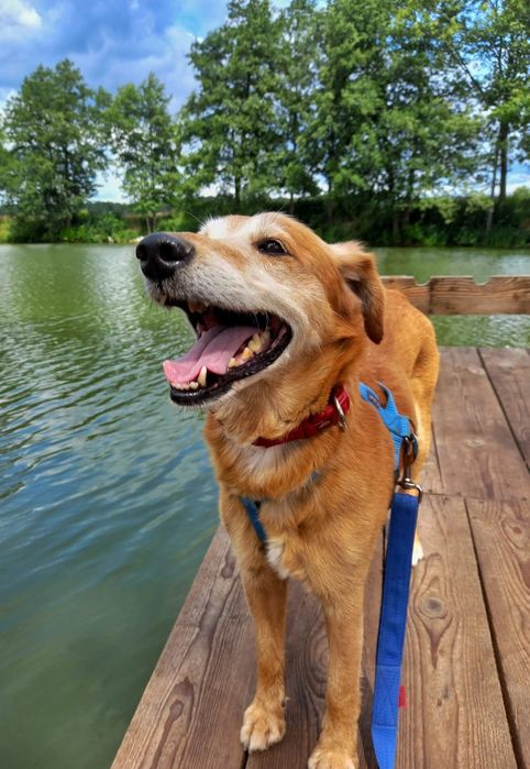 Piękny beżowy piesek radosny jak labrador szuka domu