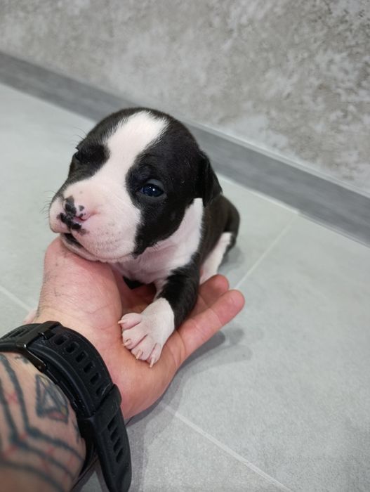 American staffordshire terrier Amstaff